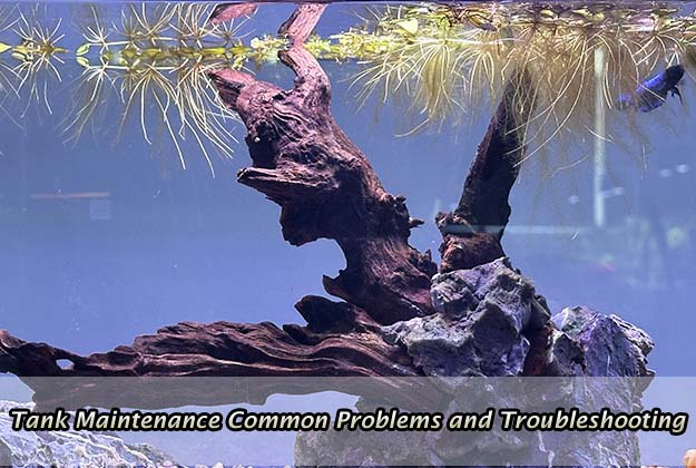 Tank Maintenance Series: Common Problems and Troubleshooting