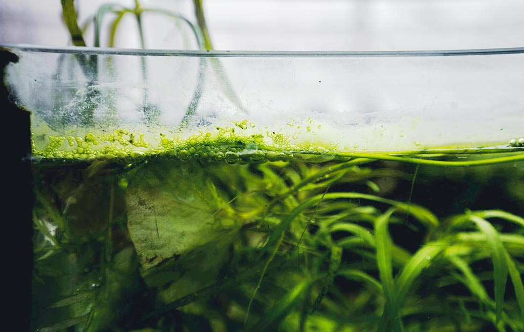 fish tanks ecology
