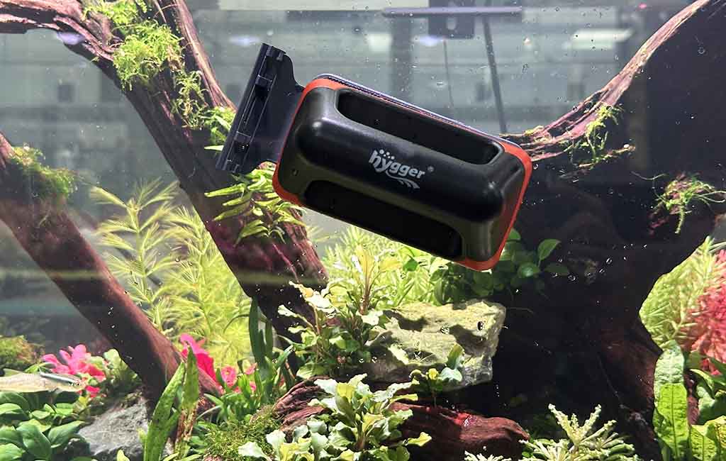 Common Problems in Fish Tanks