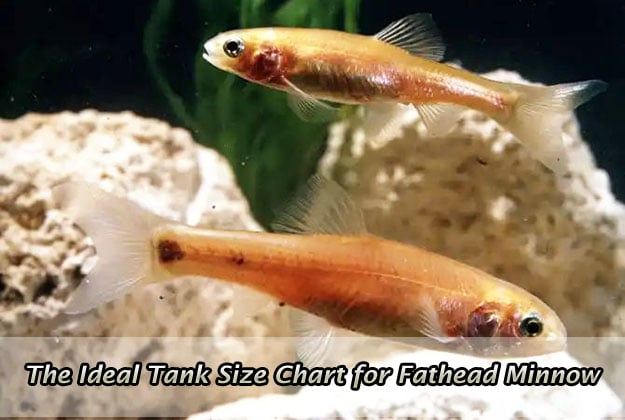 The Ideal Tank Size Chart for Fathead Minnow