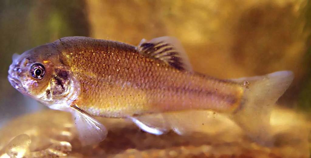 what size tank do fathead minnow need