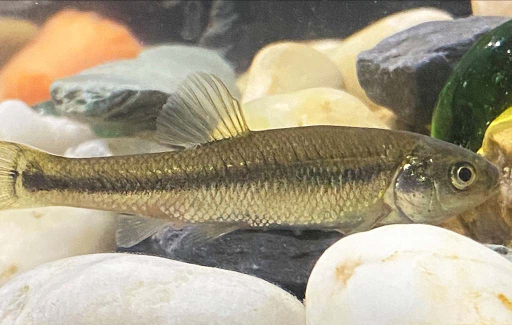 the ideal tank size chart for fathead minnow