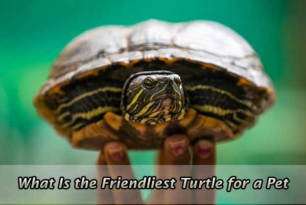 What Is the Friendliest Turtle for a Pet