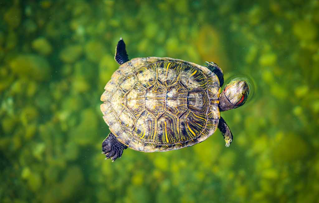 friendliest turtles