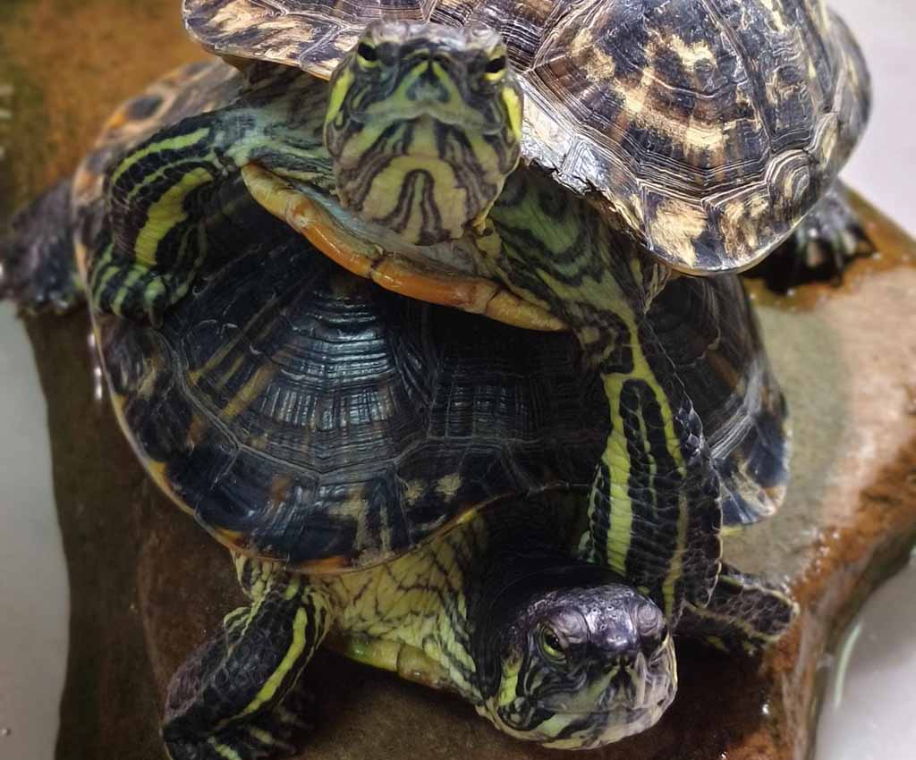 most interactive pet turtles