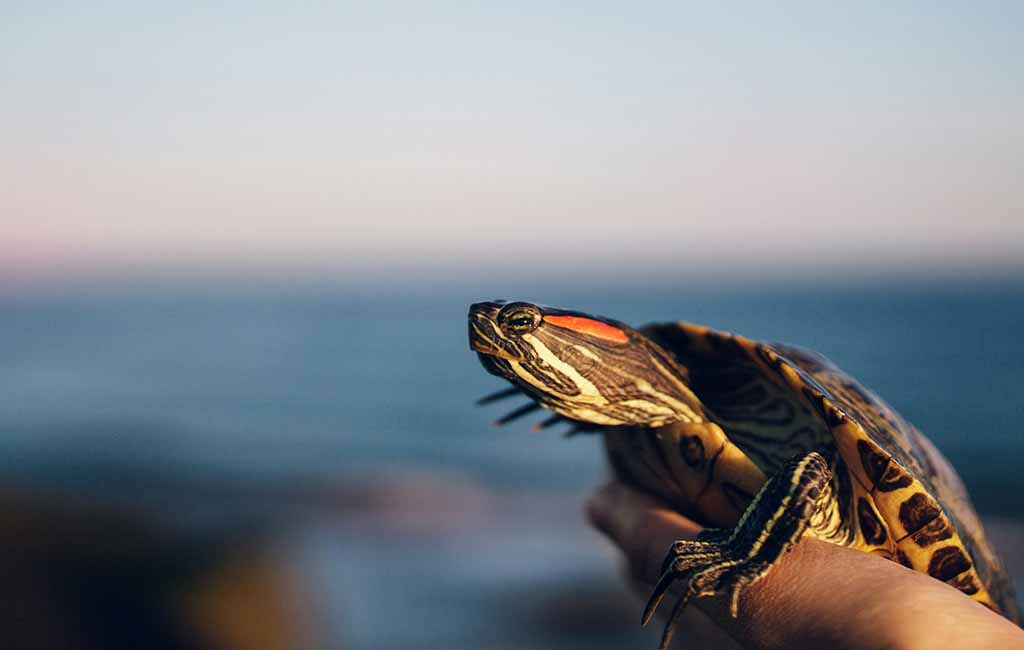Do Pet Turtles Like to Be Handled