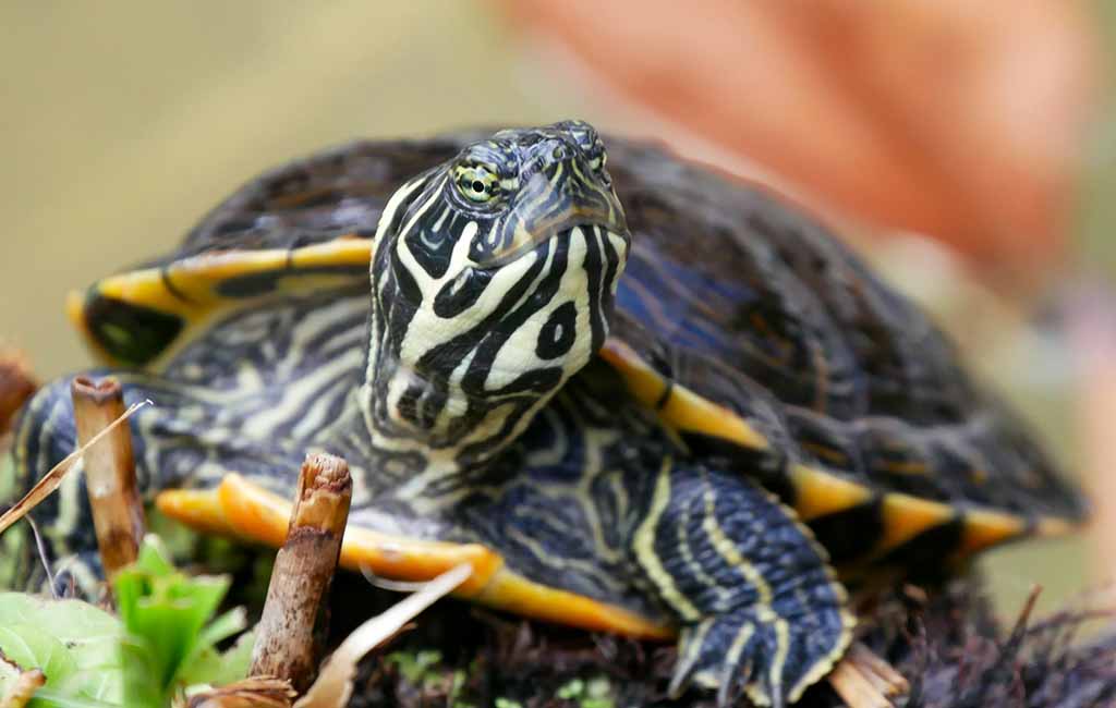 Turtle as a Pet
