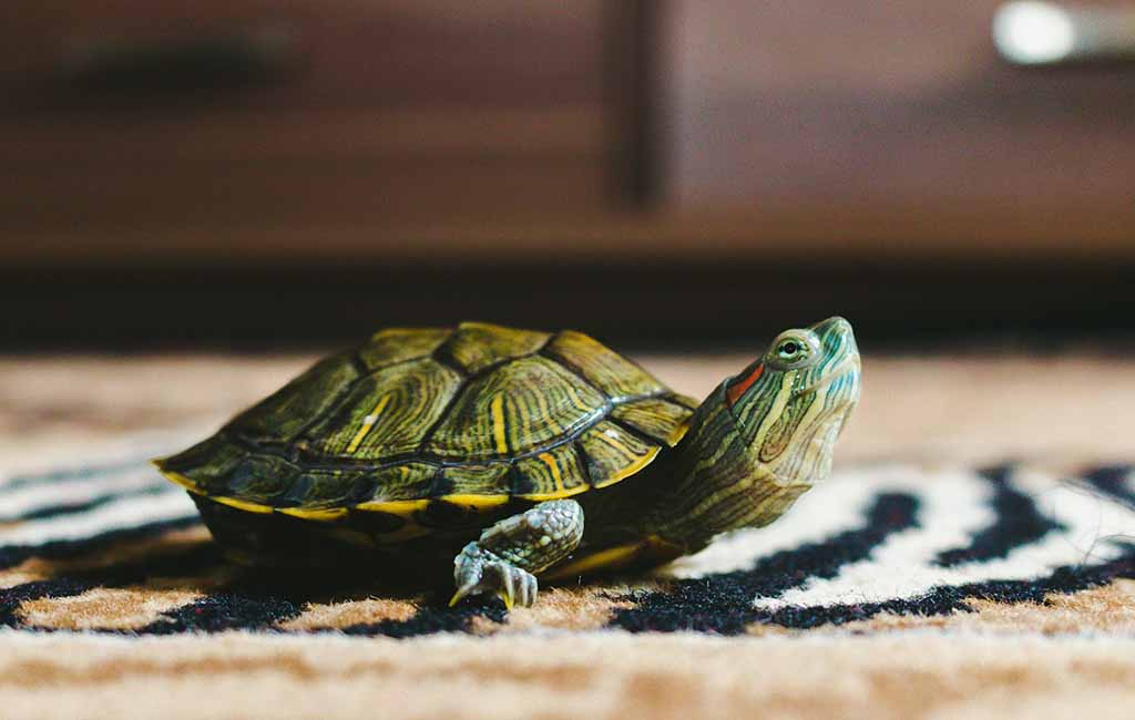 what is the friendliest turtle