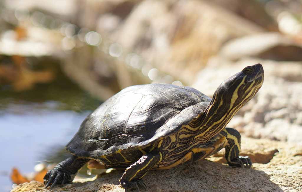 Feed Your Pet Turtles