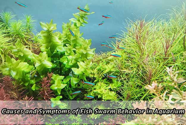 Causes and Symptoms of Fish Swarm Behavior in Aquarium