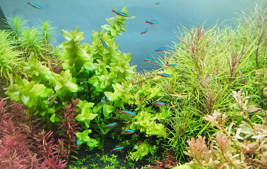 fish swarm behaviour