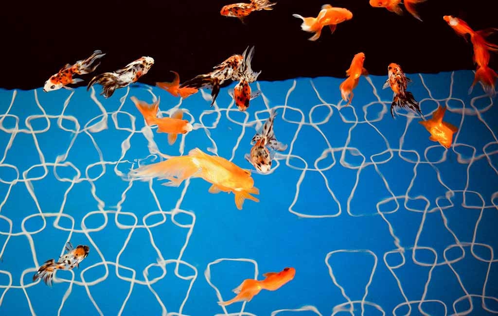 why do fish swarm