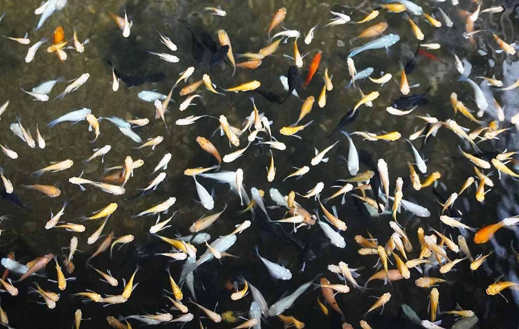 FAQs of Fish Swarm Behavior