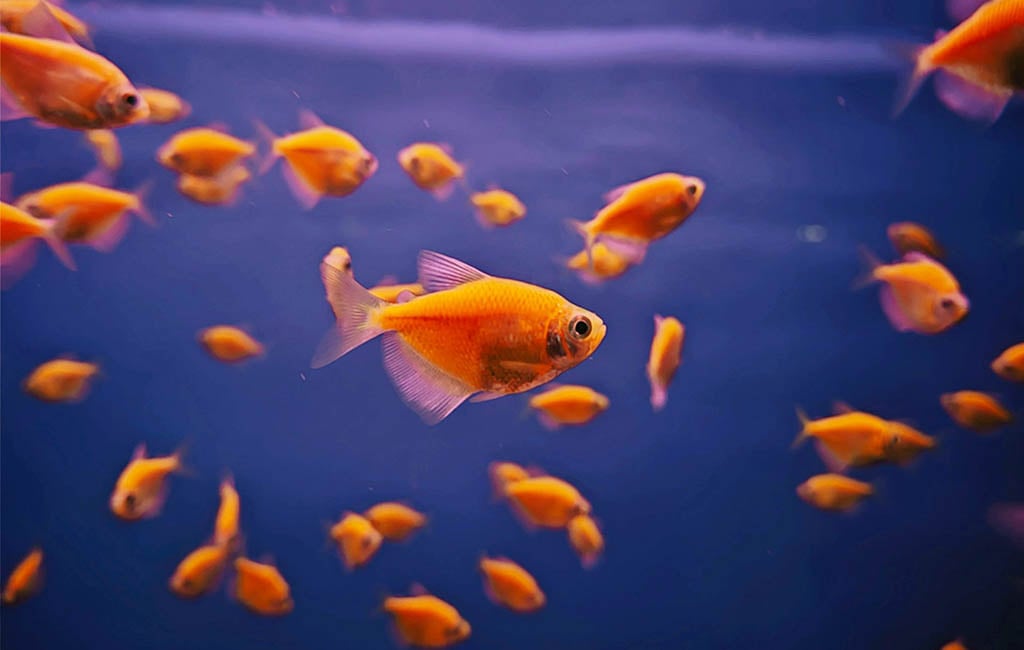 male fish swarm behaviour