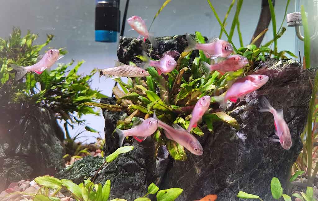 Fish Tank Observation About the Swarm