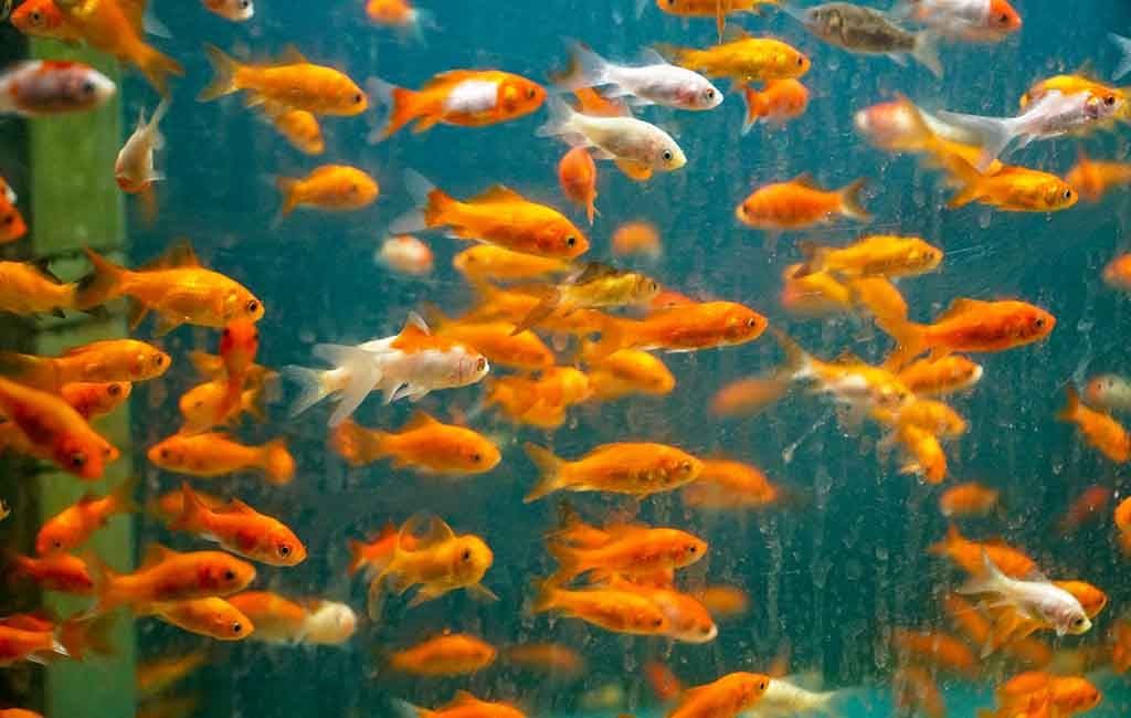 Fish Swarm Behaviour Vs Schooling Vs Shoaling