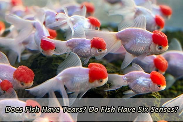 Does Fish Have Tears? Do Fish Have Six Senses