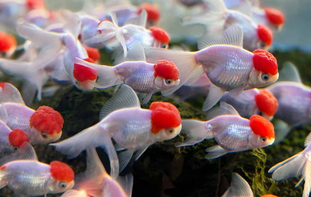 do fish have six senses