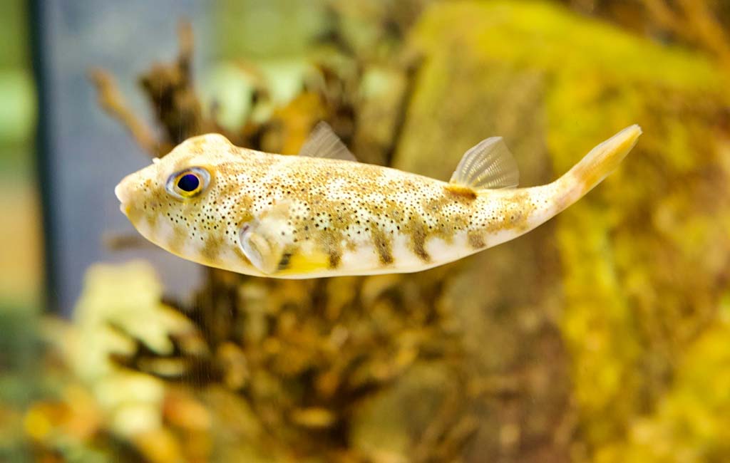 does fish have tears