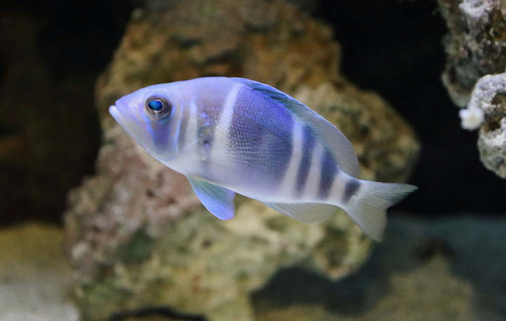 fish lateral line system