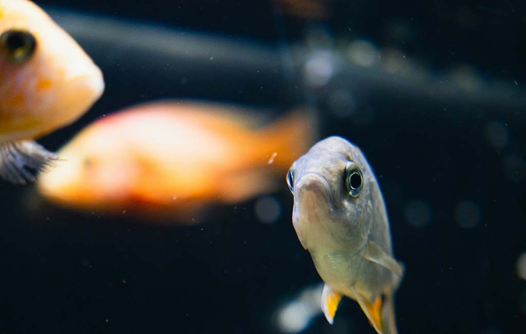 Eye Secretions of Fish