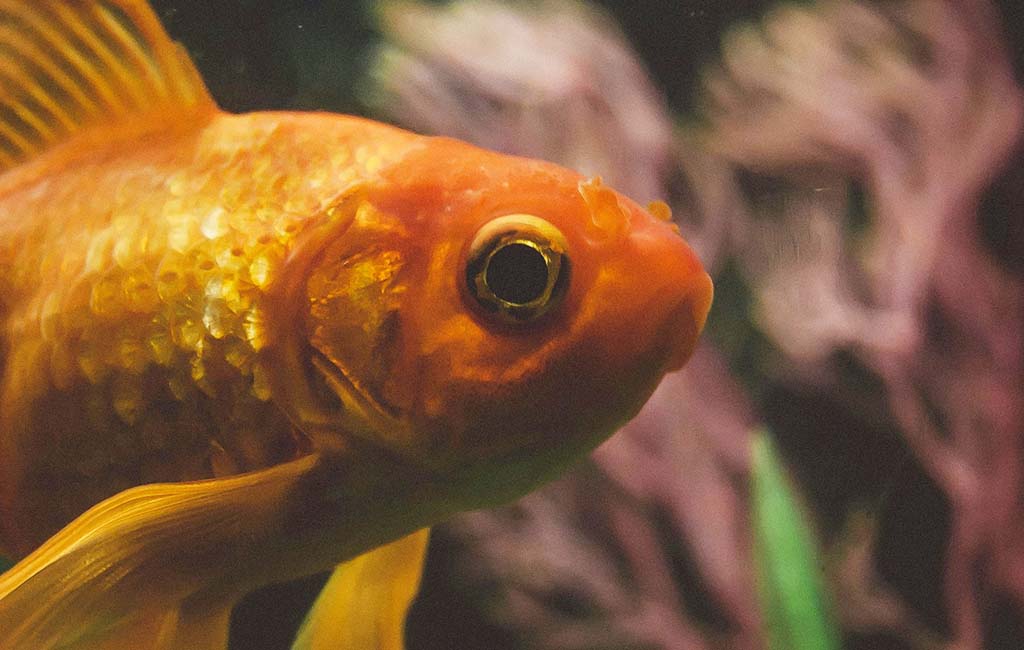 Sensory Feature of Fish