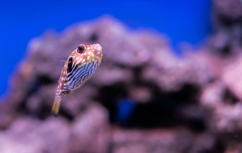 How the Fish Senses Collaborate