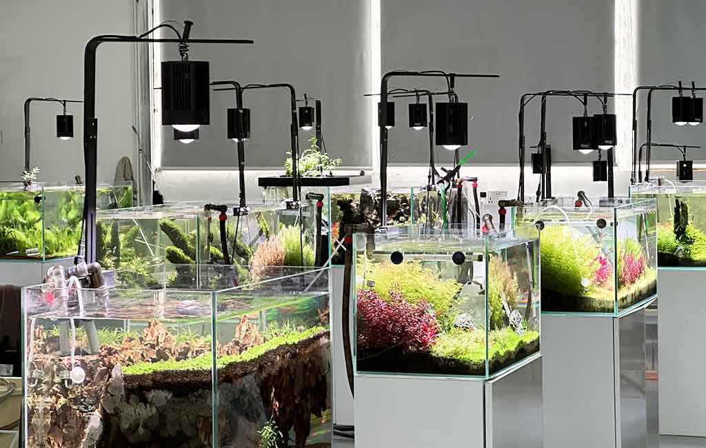aquarium maintenance