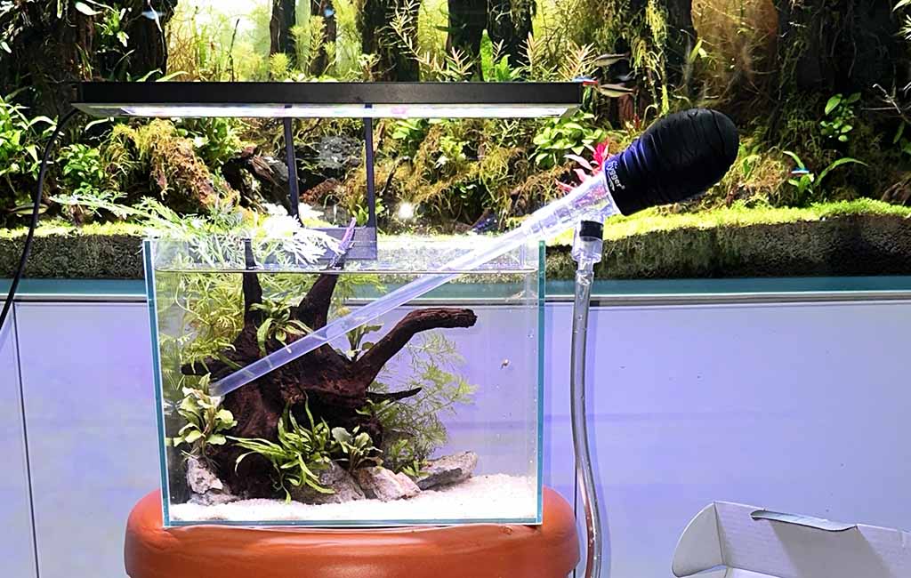 Maintenance Tips for Freshwater Aquariums