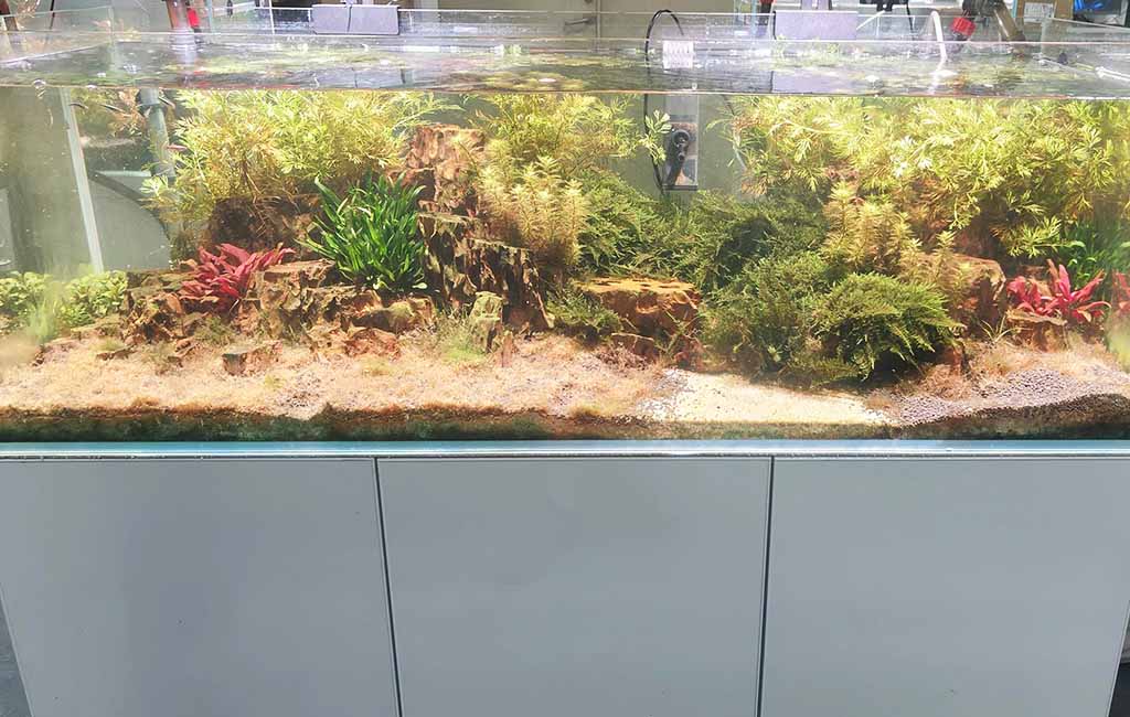 Planted Tank Maintenance Key Tips