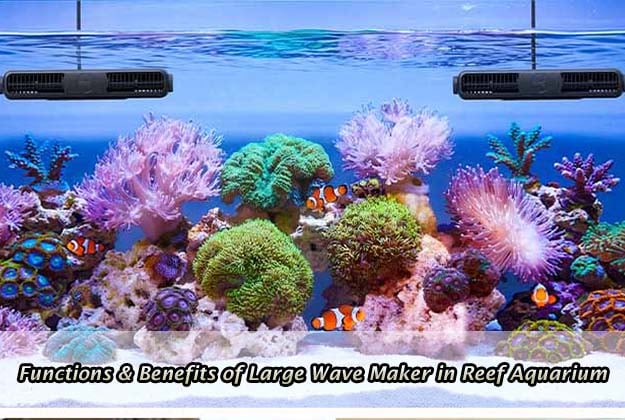 Functions & Benefits of Large Wave Maker in Reef Aquarium