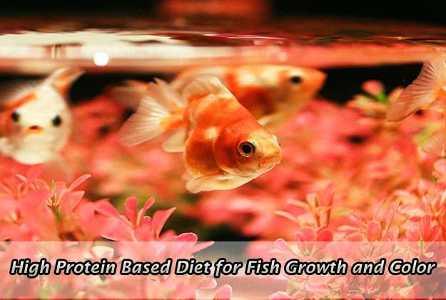 High Protein Based Diet for Fish Growth and Color