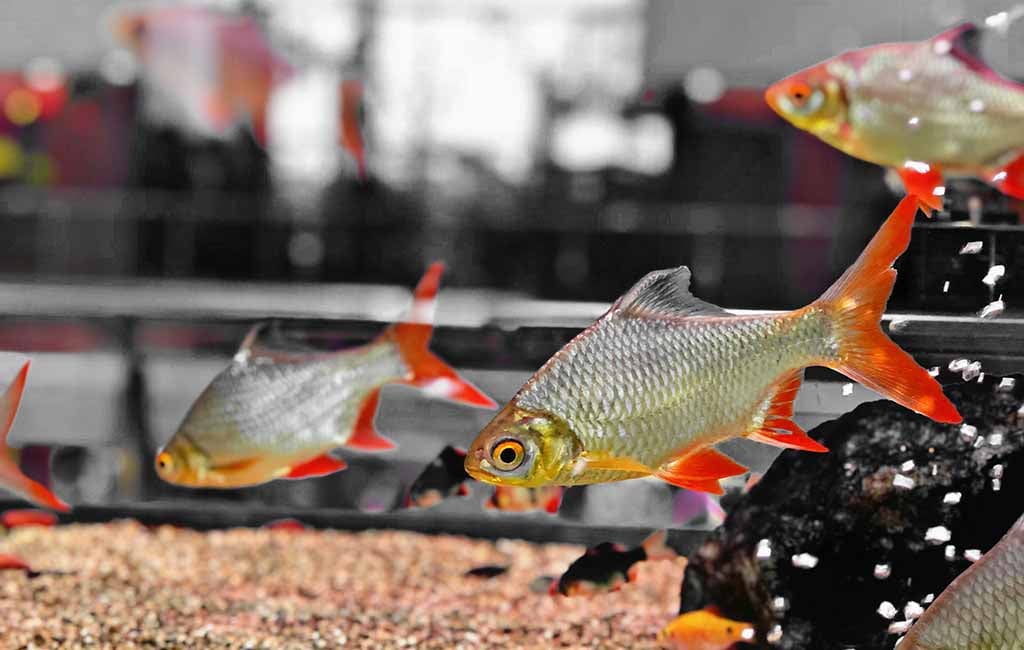 high-protein diets to fish types