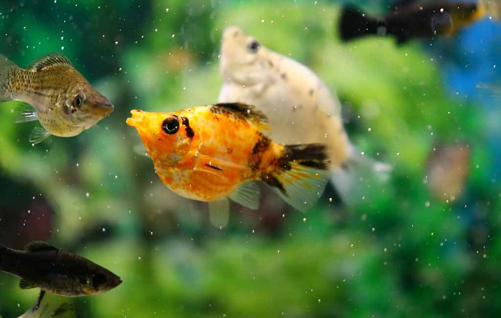 Protein Matters for Aquarium Fish