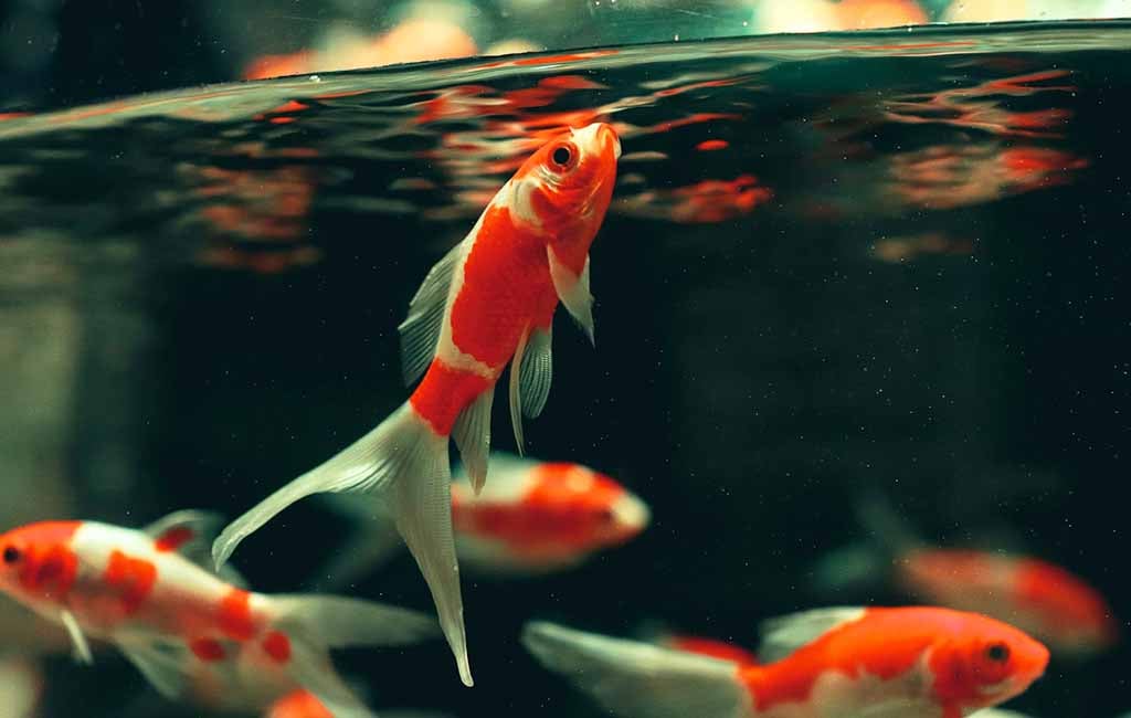 types of high-protein foods for aquarium