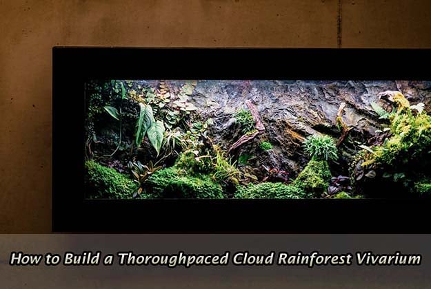 How to Build a Thoroughpaced Cloud Rainforest Vivarium