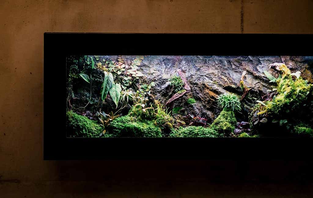 cloud rainforest vivarium