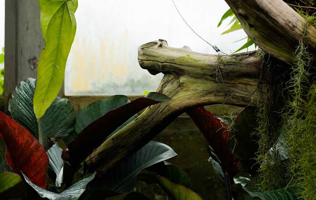 rainforest vivarium atomization