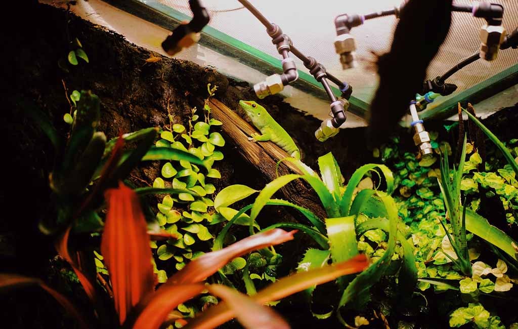 Plant Type in Cloud Rainforest Vivarium