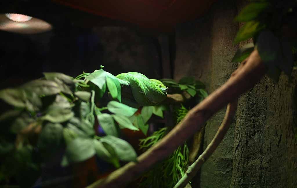 Light and Plants Selection