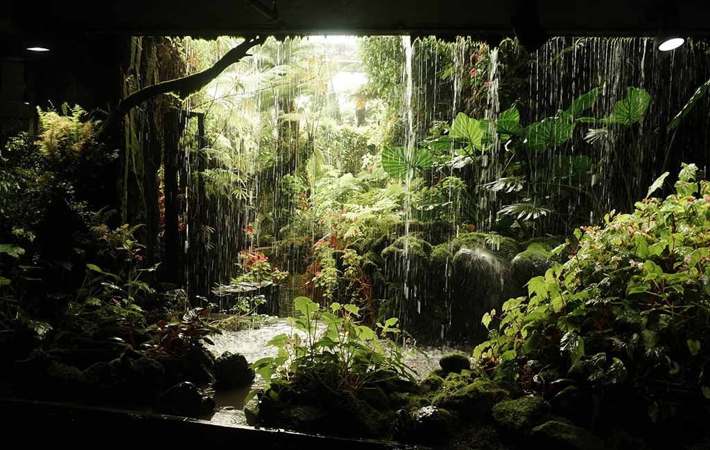 rainforest vivarium soil layer