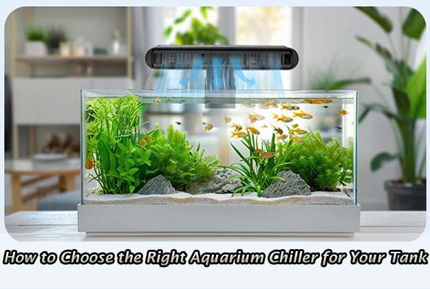 How to Choose the Right Aquarium Chiller for Your Tank