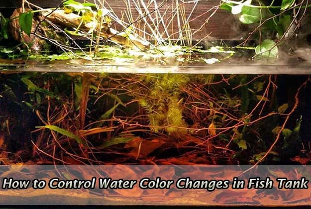 How to Control Water Color Changes in Fish Tanks