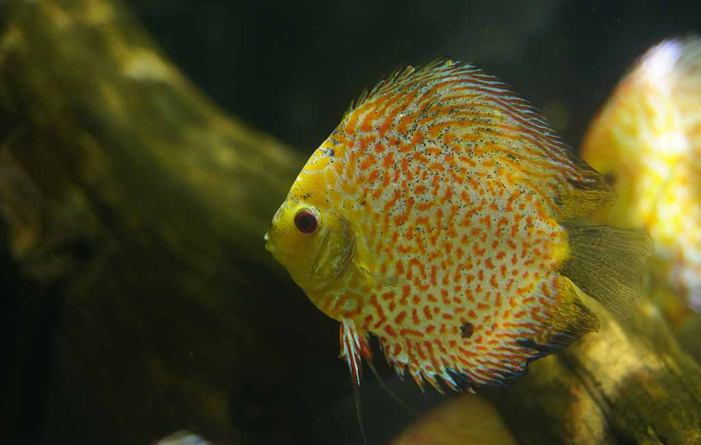 aquarium water monitoring