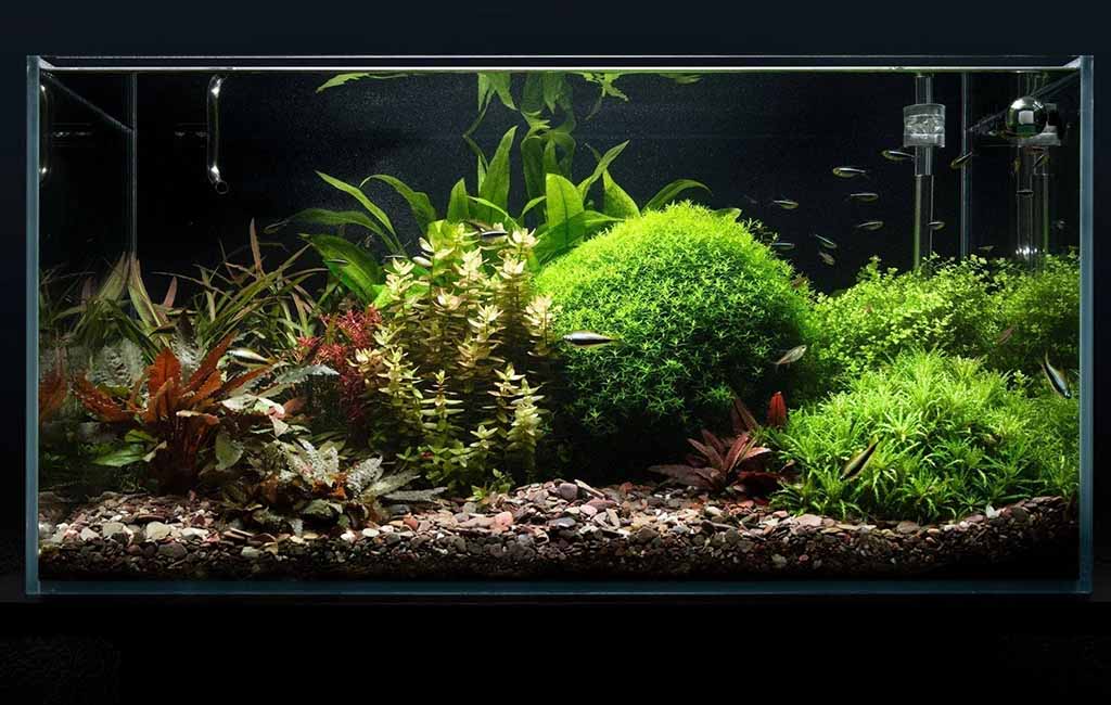 Water color change causes