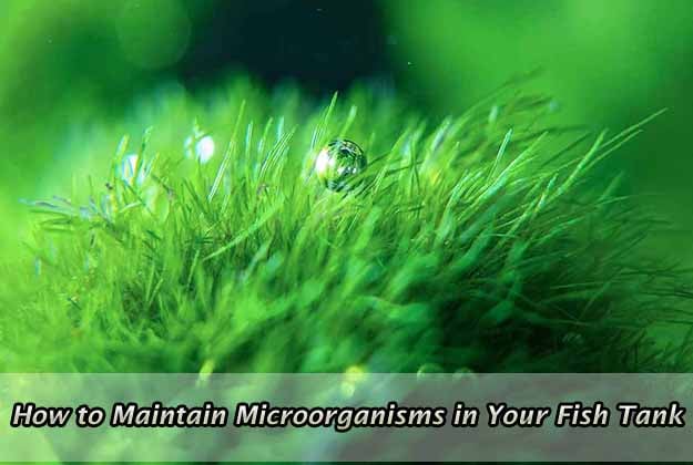 How to Maintain Microorganisms in Your Fish Tank