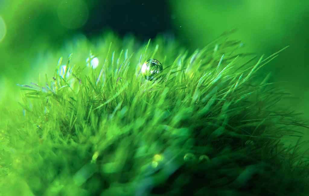 microorganisms
