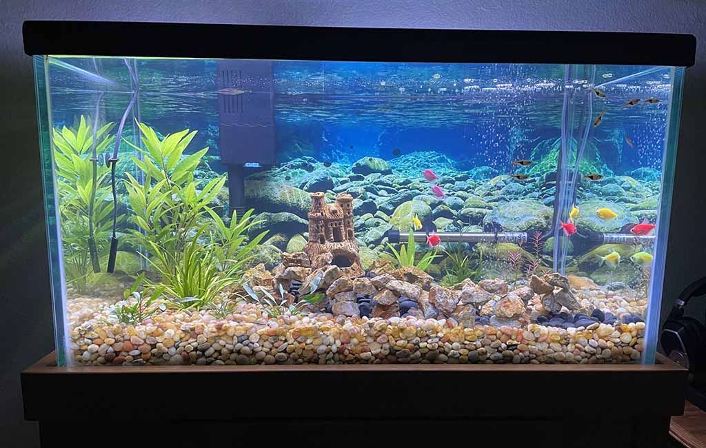 microorganisms in fish tank
