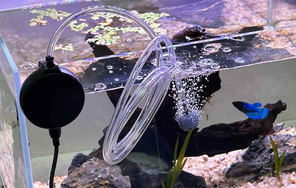 Build Microorganisms in Fish Tank