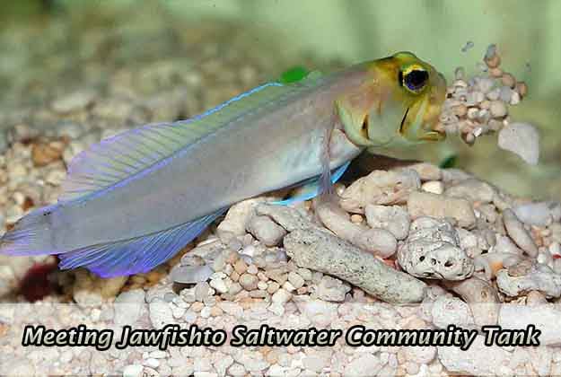 Meeting Jawfish - a Great Addition to Saltwater Community Tank